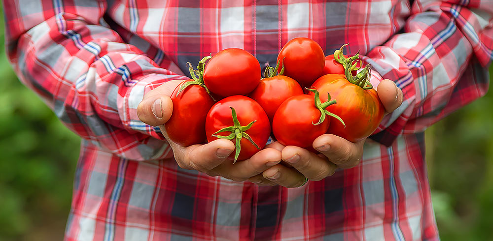 Przecier pomidorowy Pomidorowa Uczta powstaje z dojrzałych na słońcu pomidorów oddzielonych od skórek i pestek, przetartych i odparowanych.